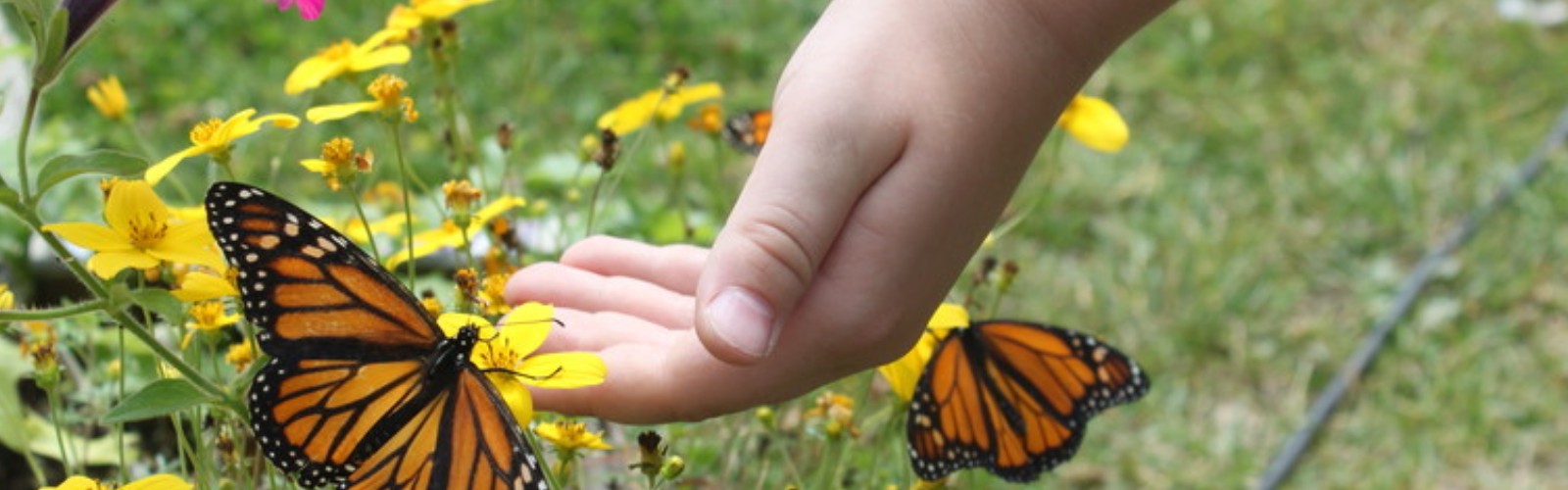 Header Image - 2022-hand-on-butterfly-1658086672.jpg